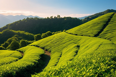 山间辽阔的种植茶园图片