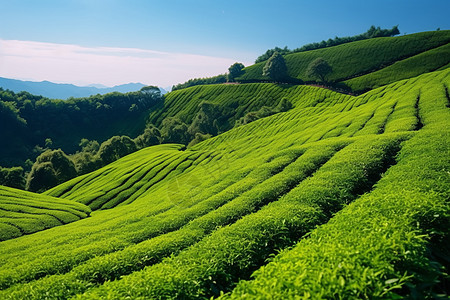 春季充满生机的茶园背景图片