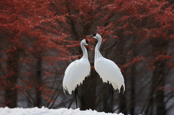 寒冷中舞动的白鹤图片