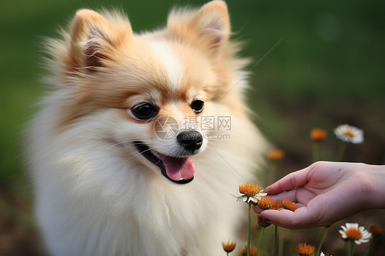 野花丛中可爱的博美犬图片