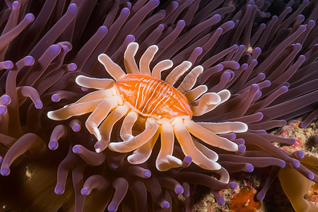 海底奇特的寄生珊瑚礁生物图片