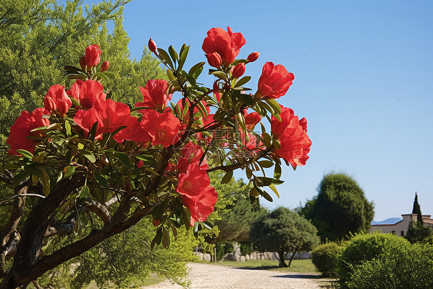 春季美丽艳丽的石榴红花图片