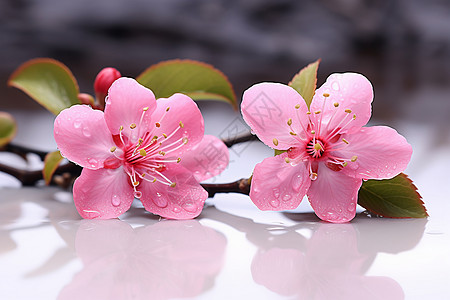 桌面上沾满雨滴的樱花图片