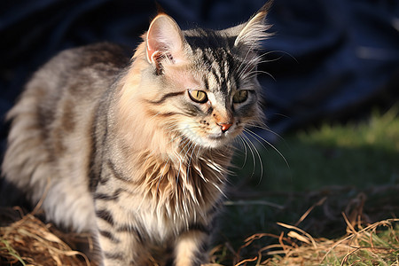 户外草地上的宠物猫咪图片