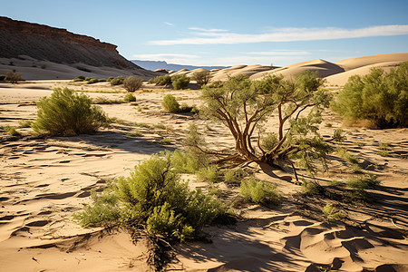 生态平衡中的绿洲沙漠图片