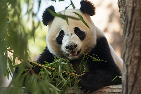 树干上可爱的大熊猫图片