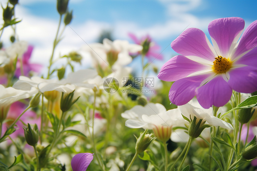 花海夏日的美丽景观图片