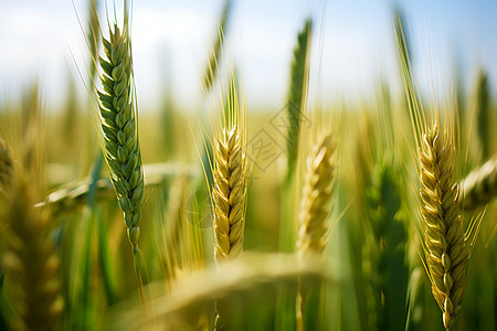 夏季农田中的麦穗图片