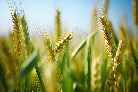农田中嫩绿的麦穗图片