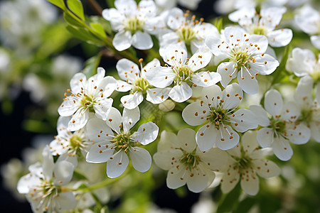 白色花朵的自然美丽图片