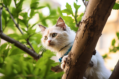 树上的猫咪图片