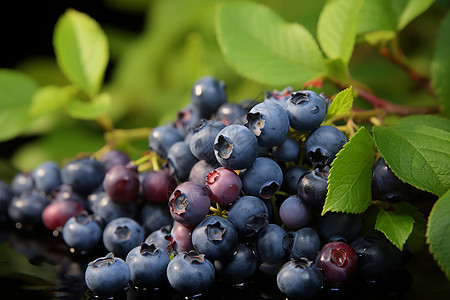 健康营养的蓝莓图片