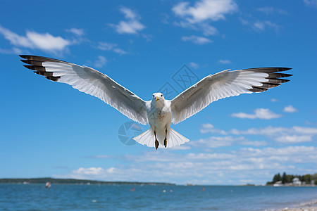 飞翔的海鸥特写镜头图片