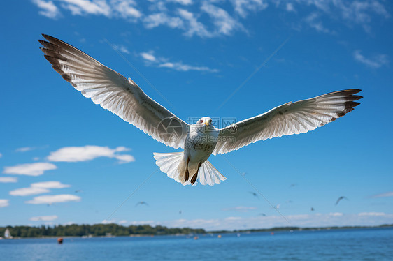 蓝天下展翅飞翔的海鸥图片