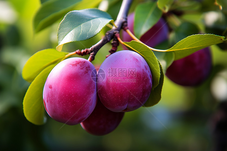 梅斯对阵欧塞尔精彩对决全程直播在线观看