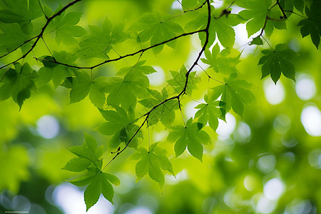 夏天的树叶背景图片