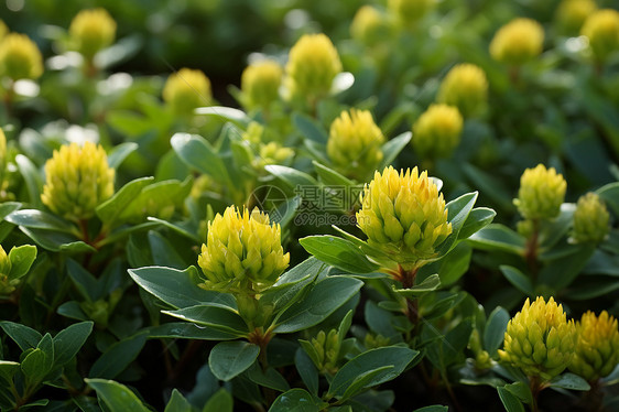 绿色植物生长图片