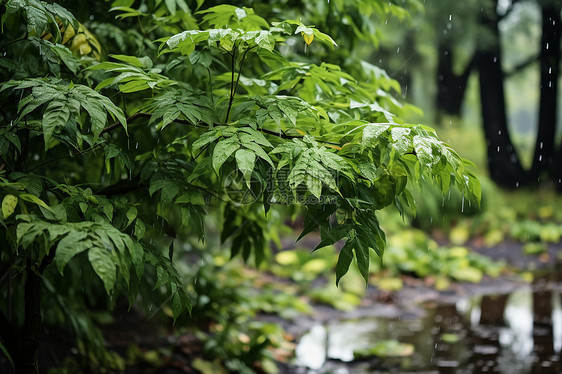 雨中的树叶图片