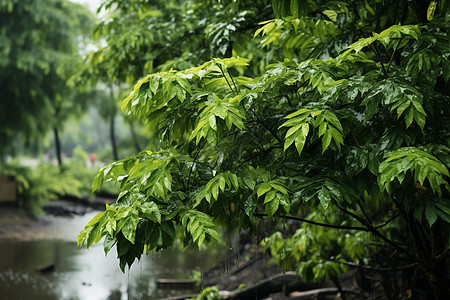 河边森林中生长的植被图片