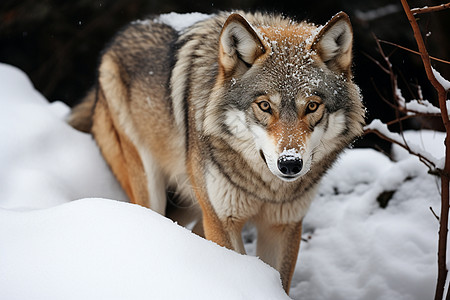 冬季雪地里的狼图片