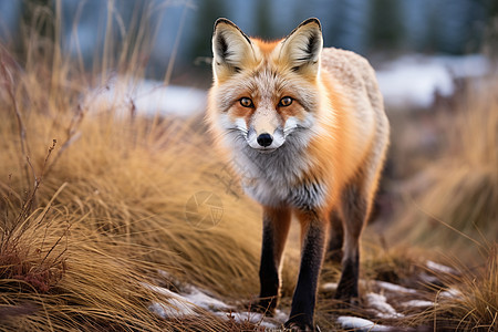 荒草地中觅食的野生狐狸图片