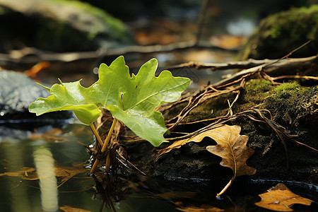 枯叶与绿叶秋季林中小溪旁的绿叶背景