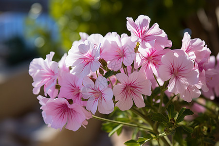 夏季淡粉色的天竺葵花朵图片