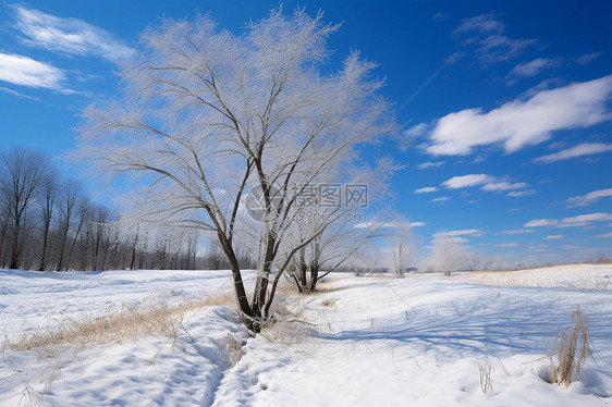 冬季大雪覆盖的树林图片
