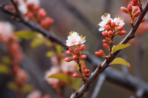 春季花园中绽放的梅花图片