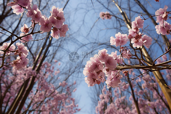 花园中绽放的美丽樱花图片