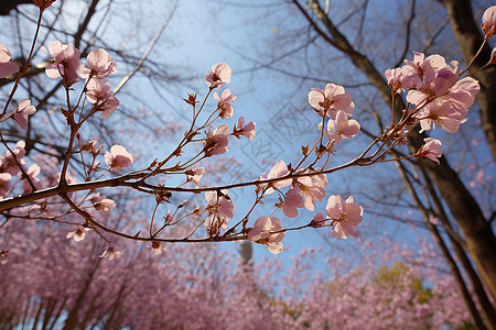 户外美丽的樱花树图片