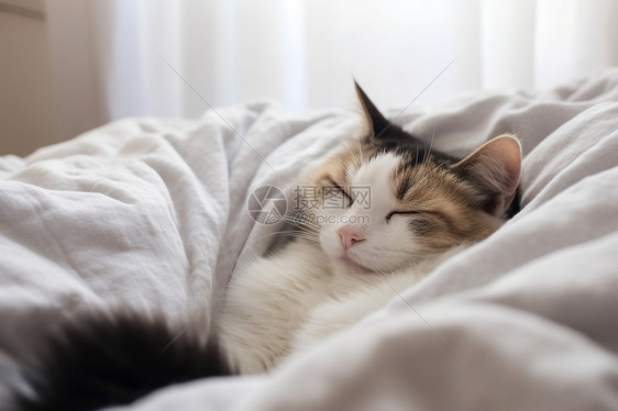 卧室床铺上小憩的宠物猫咪图片