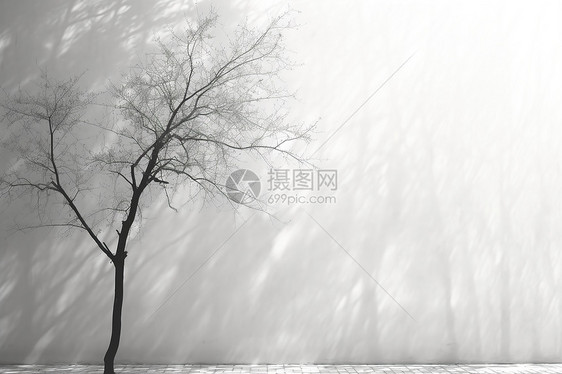 孤独的树木倒影黑白背景图片