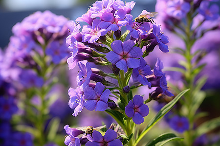蓝天下的紫色花朵与蜜蜂图片