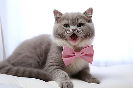 色蝴蝶结装扮的宠物猫咪图片