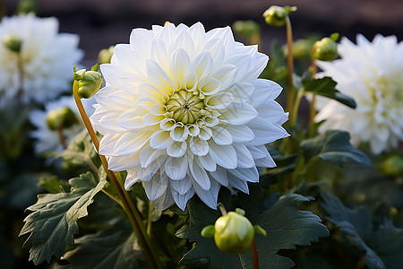 一朵白色的花朵图片