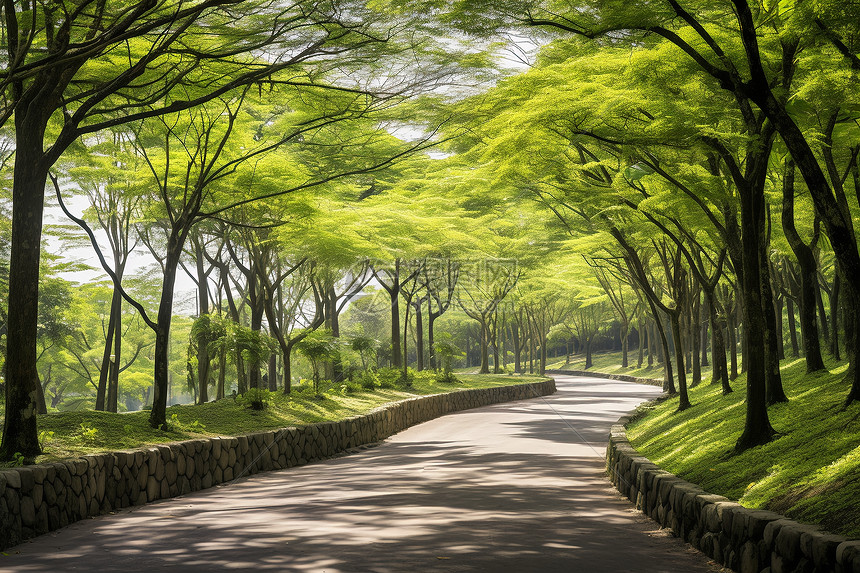 绿树成荫的公园道路图片