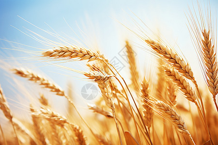 麦浪丰收的秋季稻田图片