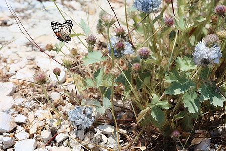 蝴蝶与花的自然图片