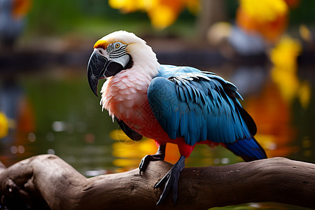 色彩绚丽的鸟儿栖息在水池旁图片