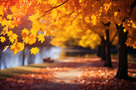 秋叶飘落的公园图片