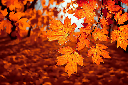 秋季枫叶的世界图片