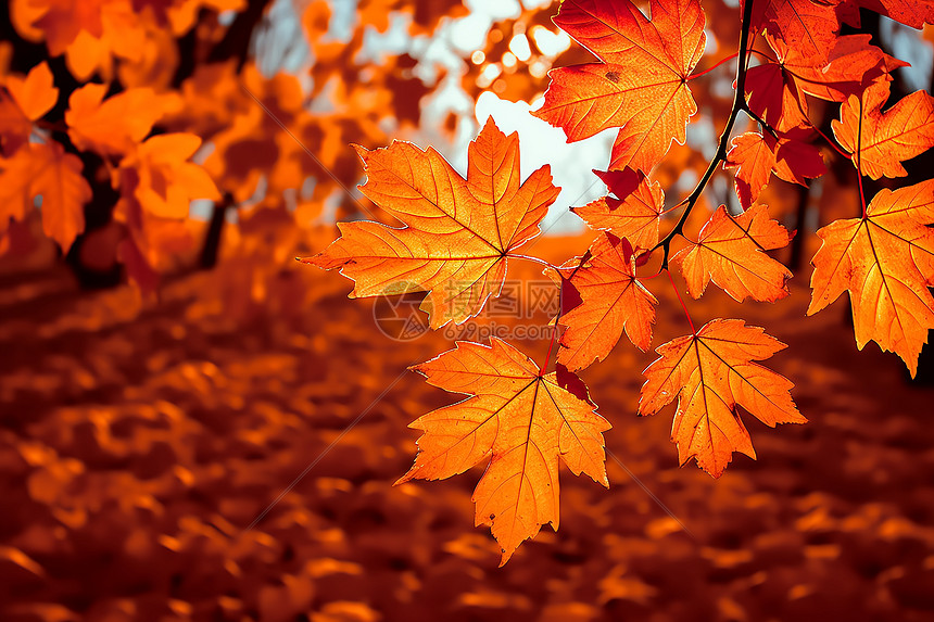 秋季枫叶的世界图片
