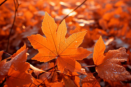 秋日暖阳和落叶图片