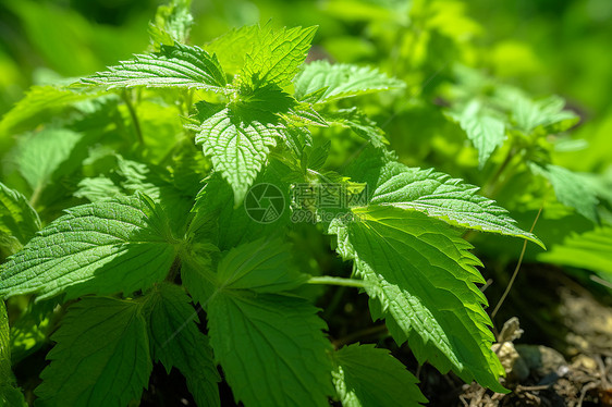 草地上的植物图片