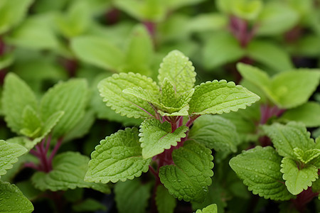 植物紫茎绿叶图片