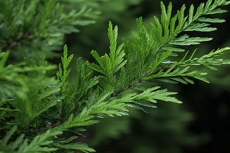 绿色植物的特写图片