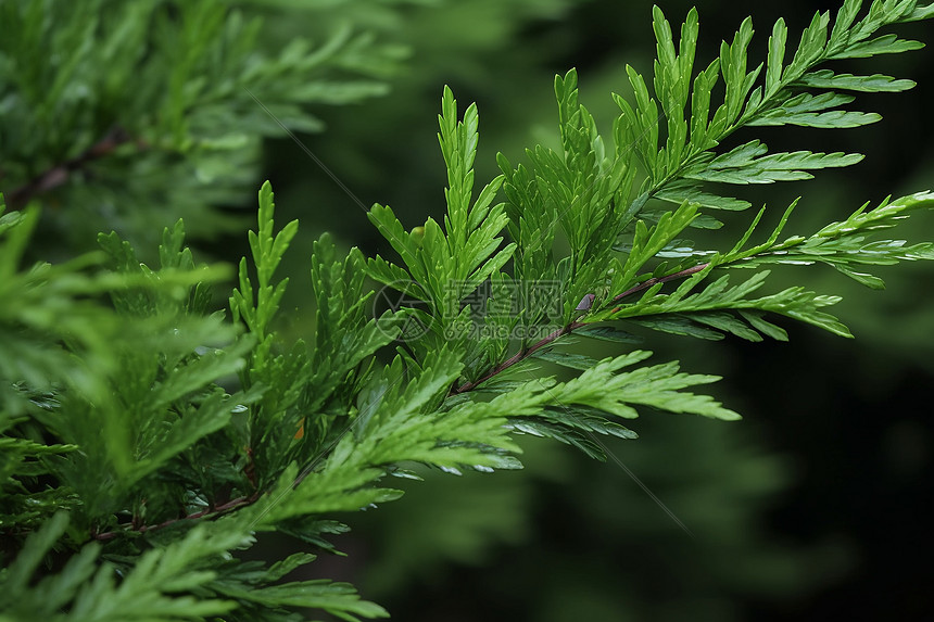 绿色植物的特写图片