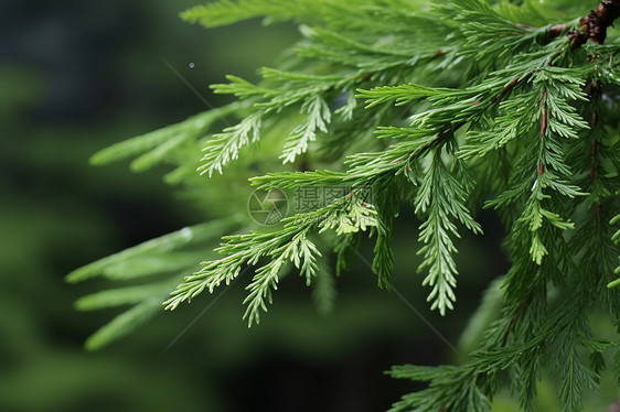 森林中的植物图片