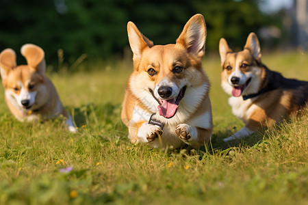 三只柯基犬在绿草地上奔跑图片
